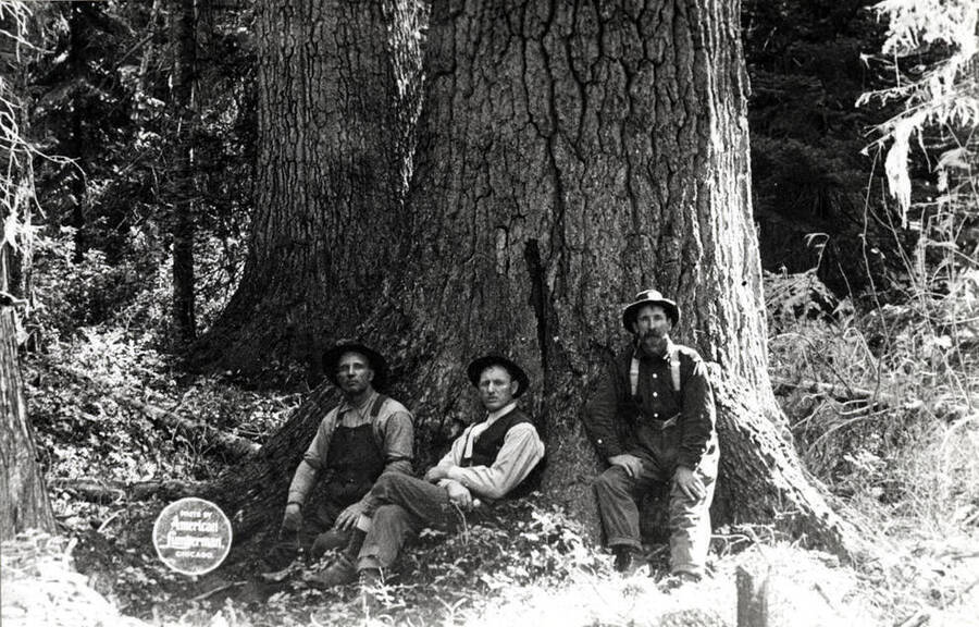 Trunks of two White Pine trees, first one 19' 16'; second 22' in circumference at the stump. Same located as above [90-5-156] picture. No identification of the men in the pictures [90-5-156, 90-5-157].