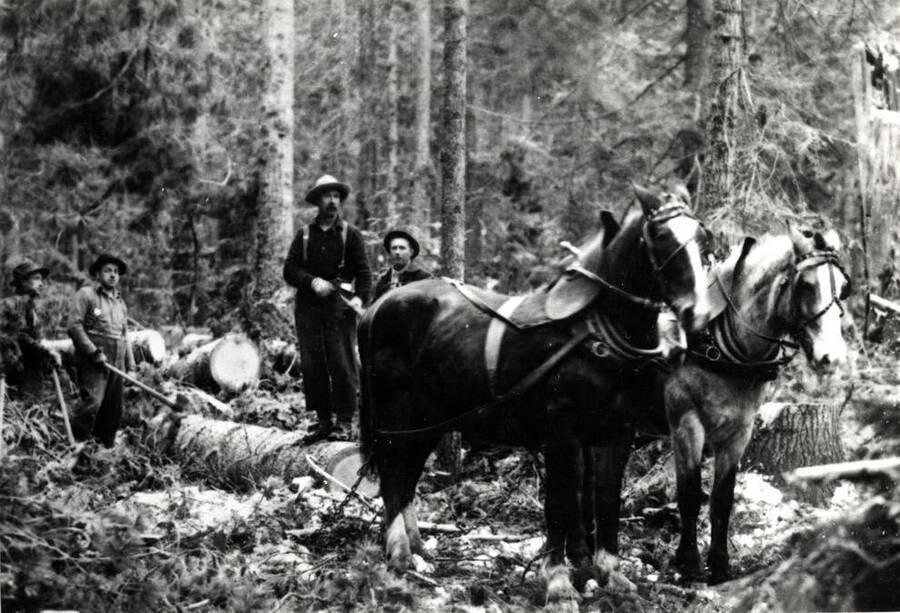 Skidding out logs with team of horses. Picture by M.L. Romig of Moscow, about 1910.
