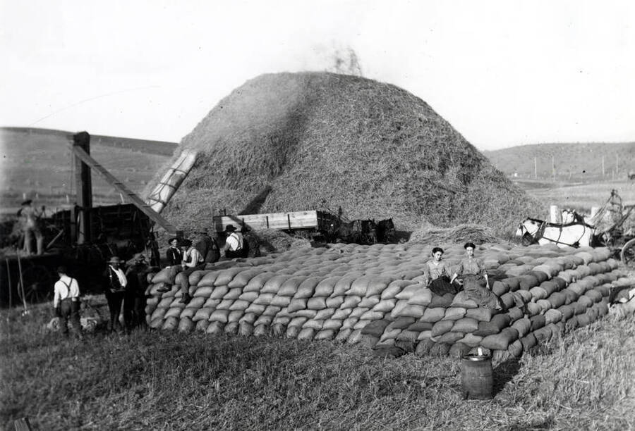 Threshing scene on the Lewis C. Love farm southeast of Garfield showing about 1260 sacks of grain. Picture by Cecil Love from a 4 x 5' glass negative. Taken about 1913. Lewis C. Love was Cecil and Ed Love's father. Ed Love was the founder of the Hume-Love Company.