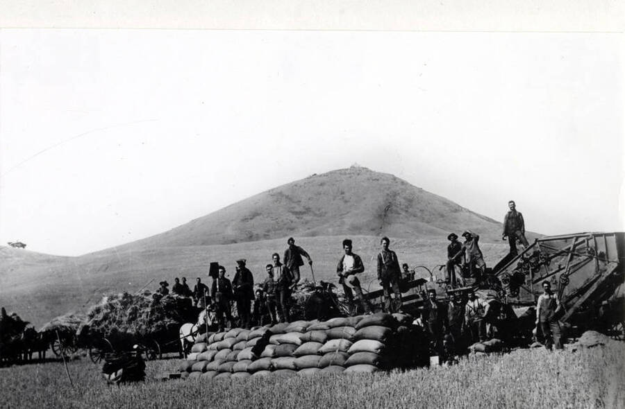 Looking west at threshing outfit east of Steptoe Butte threshing bundled grain. Cashup Davis Hotel may be seen at the top of the butte, early 1900s.