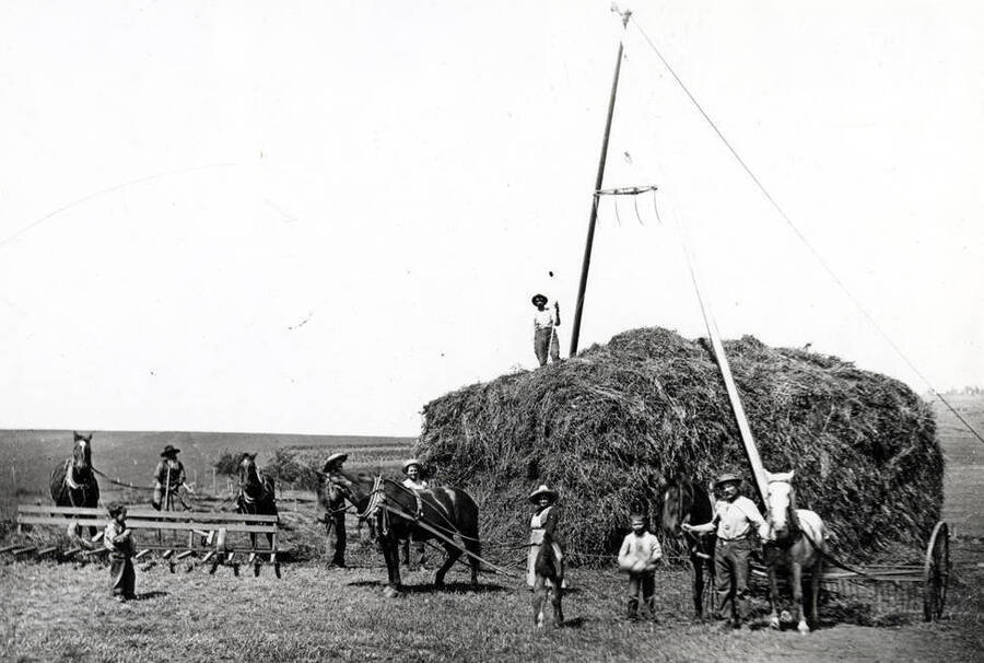 Haying scene near Viola in 1910 showing a buck rake at left for pushing the shocked hay to the stack where it is picked up by the Jackson fork powered by one horse and [then] dropped on the stack. The team at the right is hitched to a hay rake, which bunches the hay into wind rows to be shocked by men using hay forks. Man on stack in holding a hay fork.
