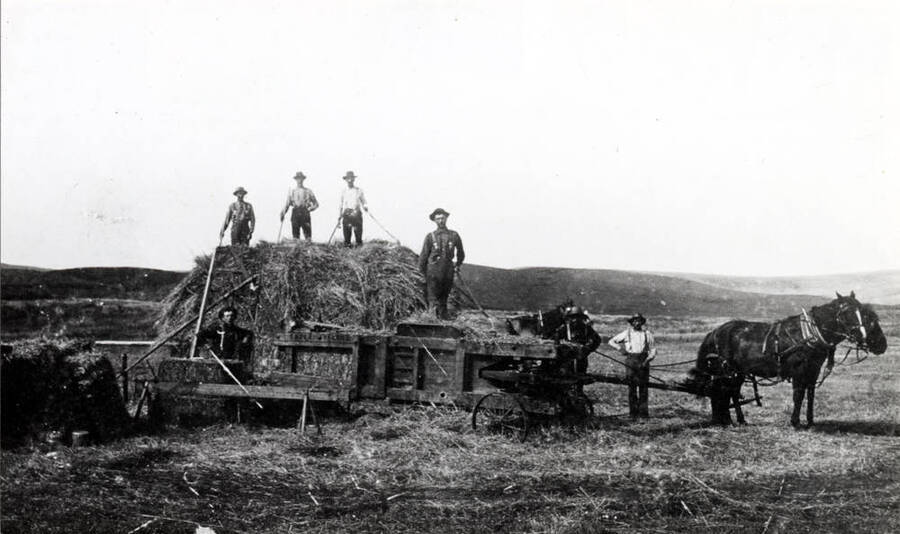 Lundquist brothers baling hay from the stack near Moscow in 1898. Horses make a half-circle then turn back.