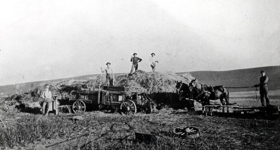 John Platt outfit baling hay on his farm in the Genesee area. Horses make a complete circle with the above [90-6-052] hay baler. Picture taken in the late 1890s.