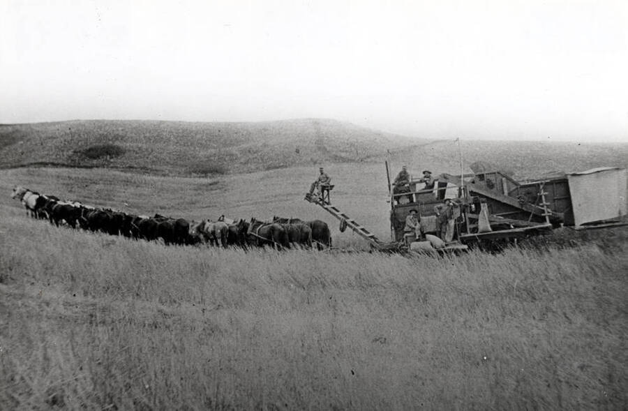 Thirty-two horses pulling a ground-powered combine in 1904 one mile west of KLEW-TV tower at the top of the hill north of Lewiston and west of Highway 95. Picture from Ira Dole.