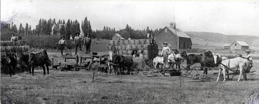 Baling hay on the Joe Tobin farm about two miles north of Genesee on the west side of the old highway to Moscow. Note the buck rake at right to bring the hay from the field to the baler. Picture early 1900s.