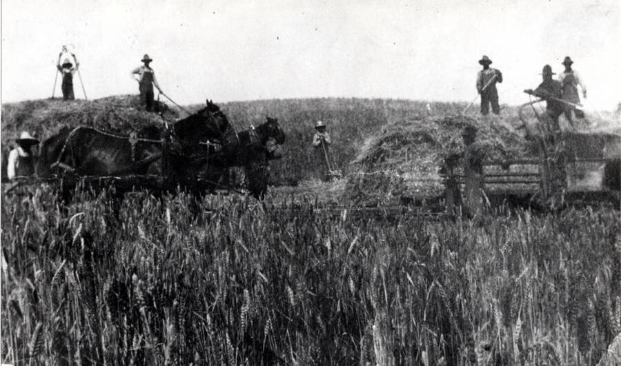 John Settle hay baling outfit (custom baling) on the Hawley farm northwest of Moscow north of the Moscow-Pullman Airport Road east of the Boyd farm and west of Hagedorn farm, about 1917. Left to right: Proctor's hired man, Proctor's son, Proctor, John Settle, Gene Settle, John J., Jesse, and Brooker Settle.