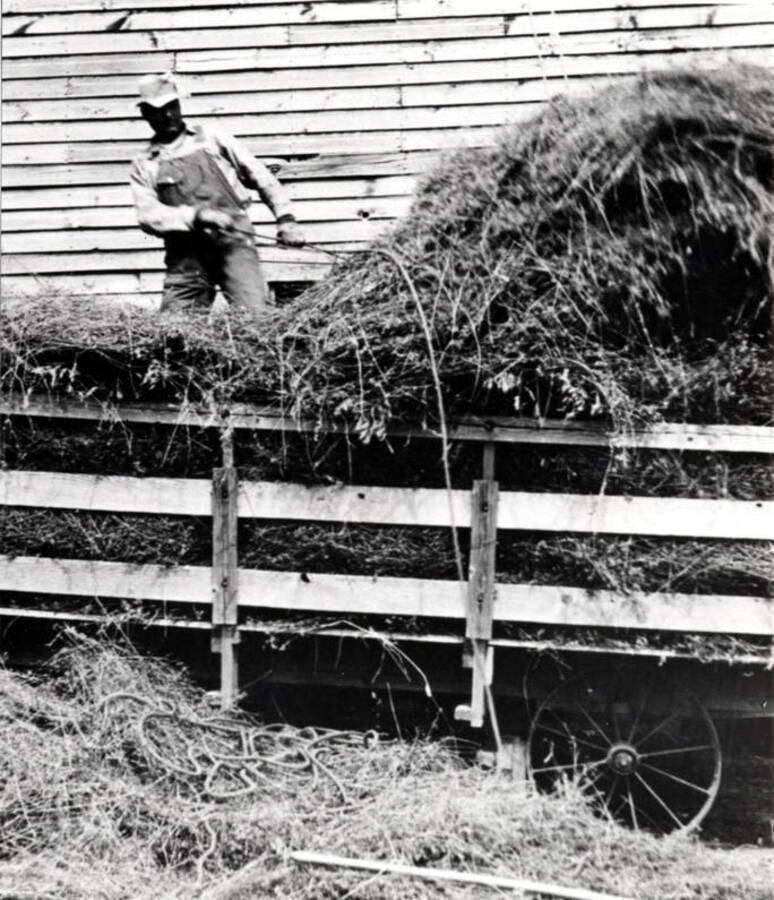 Roy Naylor using Jackson fork to unload hay into barn loft on Naylor farm 1930s.