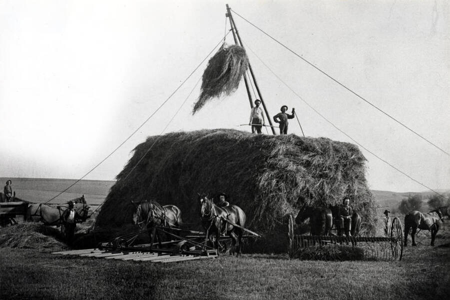 Ernest Becker, Sr. haying outfit about 1903-1904 stacking hay in the flat west of Colton, Washington where the school is located. Left to right: Frank, Mike, John and Ernest Becker, Jr.; Joe Semle, Sr.; Frank Johne; and Ernest Becker, Sr. Picture from Frank, 1978.