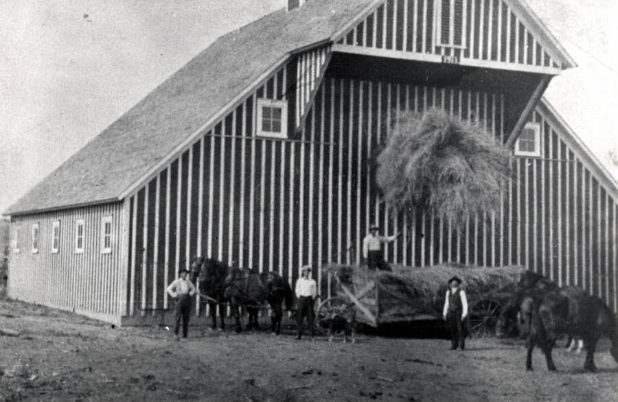 Unloading hay into barn with slings on the Borgen farm about eight miles south of Moscow on the old highway to Genesee. Barn was built in 1913 and still in good repair in 1980. Left to right: Albert Arnezon; Fred Nelson; Amund Borgen, owner; Anton Borgen, a brother. Art Borgen, son of Amund now owner.