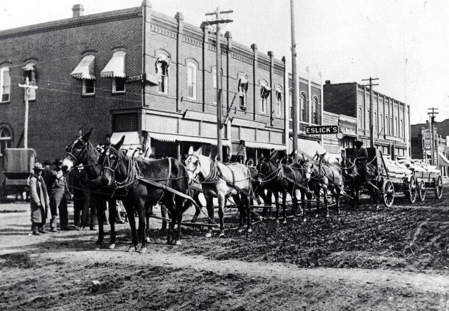 R.W. McKown delivering grain to Palouse in 1910 with 10 mules pulling two loaded wagons. Picture from Mr. and Mrs. Morris McKown.