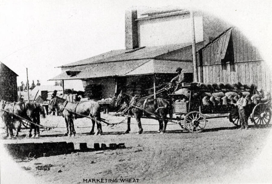 Six-horse wagon load of grain going south on Jackson Street just south of Sixth Street. Mark P. Miller Flour Mill in background.
