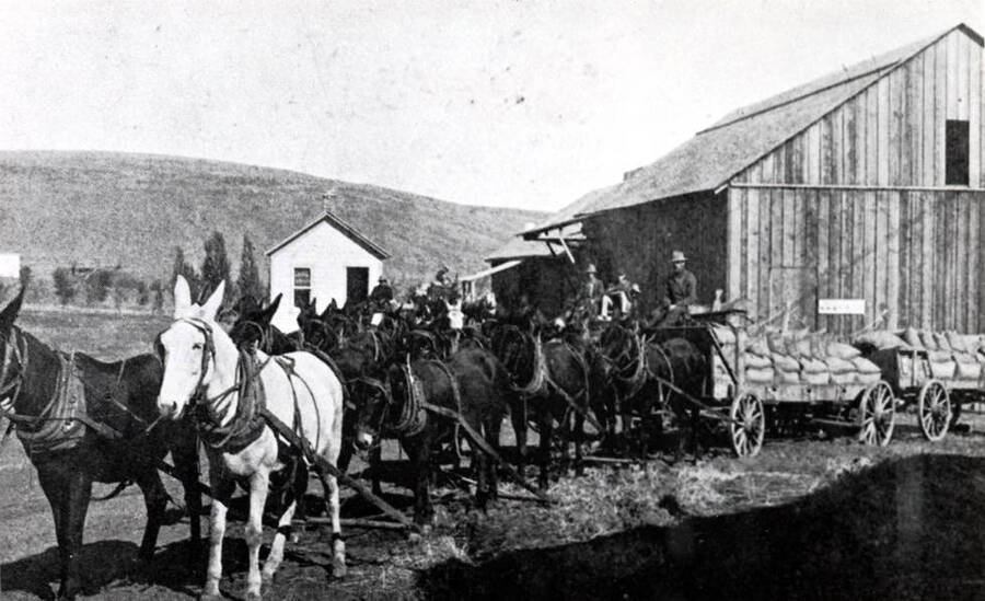 Eight mules pulling two wagons loaded with grain waiting to be unloaded at the warehouse. About 1920.