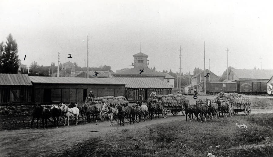 Three six-horse wagon loads of oats on way to warehouse to be unloaded west of south Jackson Street and north of Eighth Street. 1- Courthouse, 2- M.E. Lewis home, 3- Gritman Hospital, 4- Shields electric light plant, 5- Latah Hotel, 6- Jackson Street. Picture by Eggan in 1907.