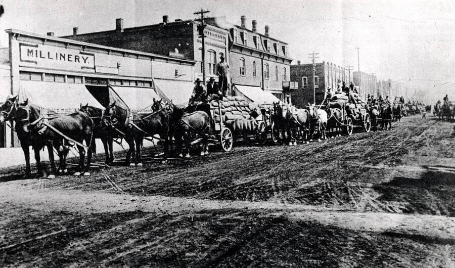 Arthur Kent was too ill to harvest his crop so the neighbors got together and harvested for him. Loaded wagons are those neighbors hauling his grain to the warehouse in Palouse in 1910. First six-horse team was neighbor, Lester Wolheter. Courtesy Lloyd Nagle.