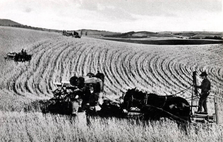 Three Idaho National Harvesters combining wheat on the Moscow State's [?] farm near Moscow.