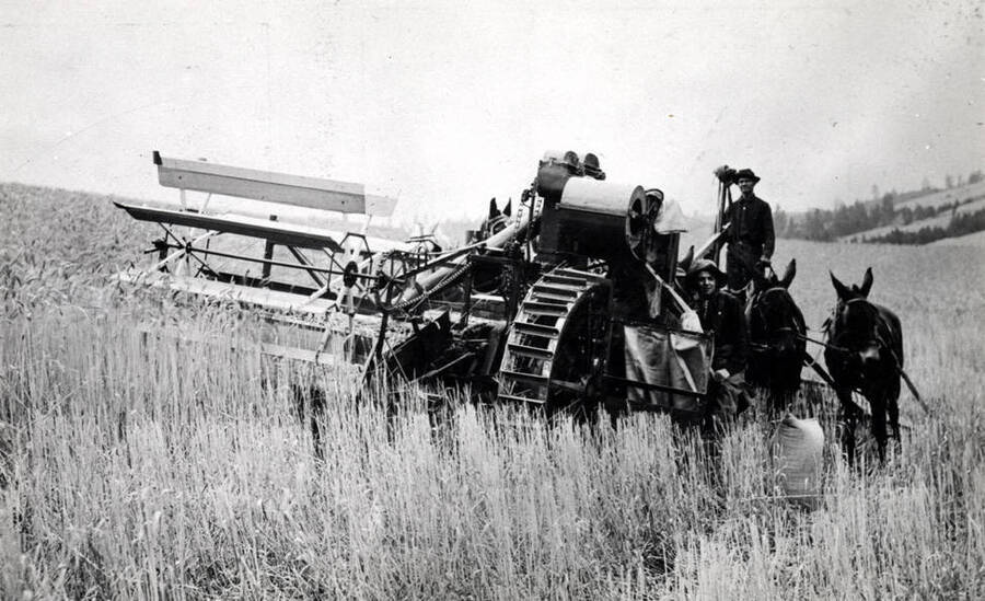 Idaho National Harvester being pushed by four mules in the Moscow area.