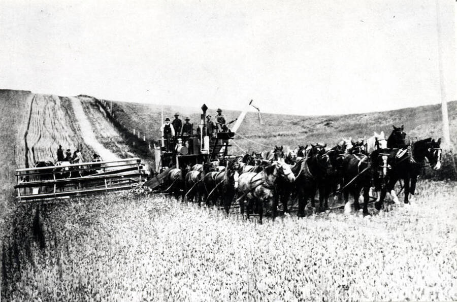 John L. Naylor combine outfit harvesting wheat on his farm three miles north of Moscow in the 1920s. Naylor settled on this farm in 1877, which is still being farmed by the Naylor family in 1977.