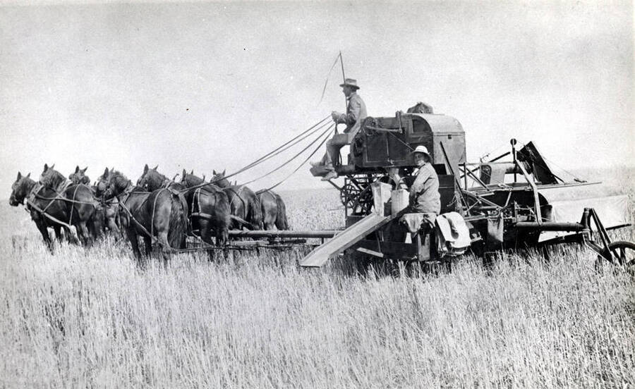 This Idaho National Harvester was converted to pull operation using eight horses for combining hilly ground.