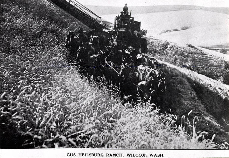 Rhodes combines harvesting wheat on the hills in the Colfax area. [These combines] had a manual leveler for going along hillsides and an automatic leveler [for] going up and down hills. Wording on photo: 'Gus Heilsburg Ranch, Wilcox, Wash.'