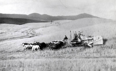 Tom Rogers combine outfit harvesting wheat about two-and-one-half miles north of Moscow on east side of Highway 95. Combine is pulled by horses and the combine powered by gasoline engine.