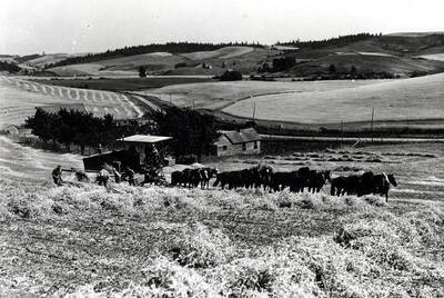 Fred Pitzen combine outfit harvesting peas on his farm about three miles northeast of Moscow. Peas are being forked onto the combine header draper by men. Picture early 1930s by Hodgin's Drug Store, Charles Dimond, photographer.