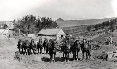 Barnyard scene on the John Gibbs farm in the Genesee area about the 1920s.