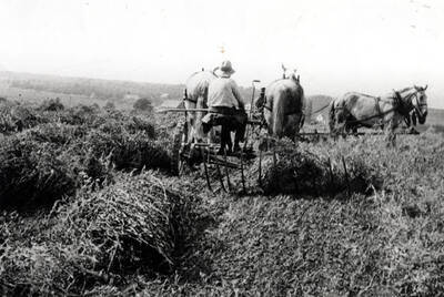 Swathing peas on the Pete Olson farm southeast of Moscow early 1900s. George O'Connor has turned the corner and Fred Lewis approaching. Looking north.