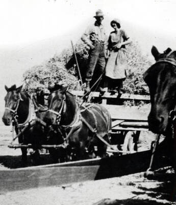 Load of peas at thresher on Arnold Lyons' farm. Drive belt in foreground. Henry Weeks and Zelema O'Connor on wagon. Early 1920s.
