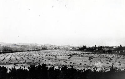 Looking west at the Skattaboe farm north of the Northern Pacific Railroad in 1925 when farmed by Clifford M. Ott showing shocked fall wheat. Dark strip at right was the old channel of Paradise Creek. Picture by Clifford M. Ott.