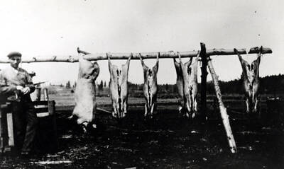 Butchering day in the Freeze area northwest of Potlatch about 1920. Fritz Leistner doing the butchering.
