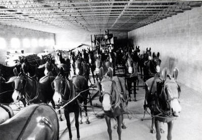 Wax mules hitched to a combine in the museum at Walla Walla, Wash. Picture courtesy T.B. Keith.