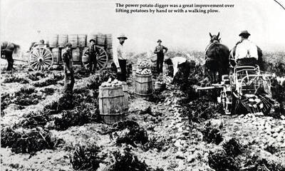 From "The Furrow." November-December 1975 issue. By John Deere Company. Wording on photo: "The power potato digger was a great improvement over lifting potatoes by hand or with a walking plow."