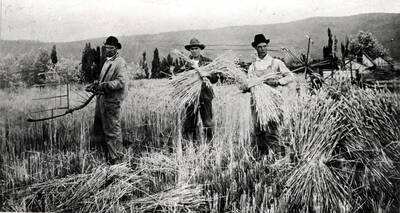 Hand scythe with cradle showing the pioneer method of cutting grain and men tying bundles with strands of grain. This method was used before the coming of grain binders.