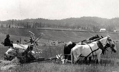 John F. McBride cutting grain with a Deering binder about one-and-one-half miles south of Kennedy Ford, early 1900s.