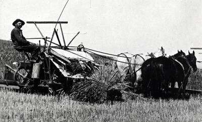 Joe Phillips, father of LaVera (Pegg) Ott, cutting grain with his McCormick binder on his farm early 1900s.