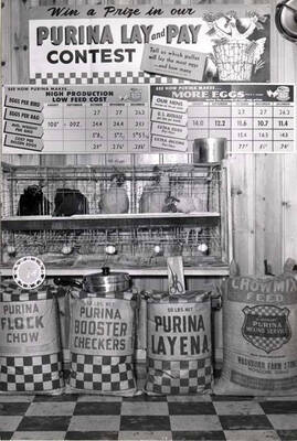 Laying hen display at Washburn's Farm Store.