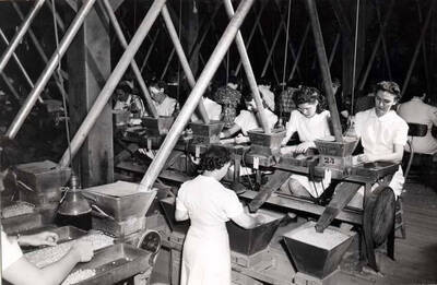 Hand picking seed peas in the building that burned July 8, 1945. Hodgins Drug Store, Charles Dimond, photographer.