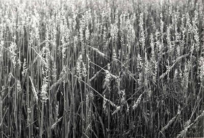 Close-up of the damage shown in the picture above [90-10-129]. Iverson's field.