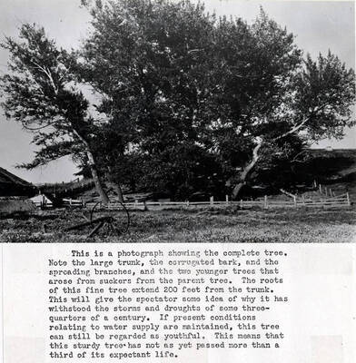 This is the venerable silver poplar tree planted on May 6, 1871, by Mr. George W. Tomer, who established a squatter's claim earlier in that year near the foot of Tomer's Butte, to which he gave his name. This oldest planted tree in Moscow has withstood the elements for nearly three-quarters of a century and is today the Nestor of Moscow's trees. This species, Populus albus, appears to be one of the earliest of foreign ornamental trees to be distributed in this region. It is a native of Eurasia. The bark is much corrugated, and this dark bark of the bole contrasts with the whitish bark of the branches. This contrast lends picturesqueness to the tree. This is now a monument, and should be protected. [C.J. Brosnan may have written this text.] No. 5- On map. See No. 6- for location.                                     This is a photograph showing the complete tree. Note large trunk,  corrugated bark, and  spreading branches, and two younger trees that arose from suckers from the parent tree. The roots of this fine tree extend 200 feet from the trunk. This will give the spectator some idea of why it has withstood the storms and droughts of some three-quarters of a century. If present conditions relating to water supply are maintained, this tree can still be regarded as youthful. This means that this sturdy tree has not as yet passed more than a third of its expectant life. [C.J. Brosnan may have written this text.]