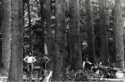 Broad view of thick clump of White Pine trees located southeast northeast Section 24, Township 42 north, Range 1 west. Latah County. Picture by American Lumberman photographer, September 28 to October 4, 1913.