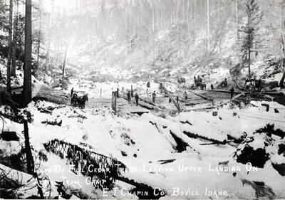 Load of full cedar trees leaving upper landing on aerial tram camp. E.T. Chapin Co., Bovill, Idaho. Picture from Jim Gleave.