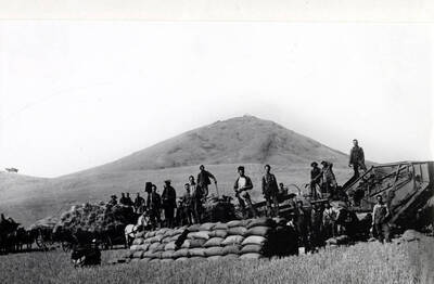 Looking west at threshing outfit east of Steptoe Butte threshing bundled grain. Cashup Davis Hotel may be seen at the top of the butte, early 1900s.