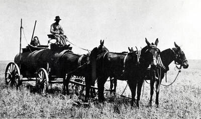 Four mules on a typical water wagon