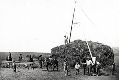 Haying scene near Viola in 1910 showing a buck rake at left for pushing the shocked hay to the stack where it is picked up by the Jackson fork powered by one horse and [then] dropped on the stack. The team at the right is hitched to a hay rake, which bunches the hay into wind rows to be shocked by men using hay forks. Man on stack in holding a hay fork.