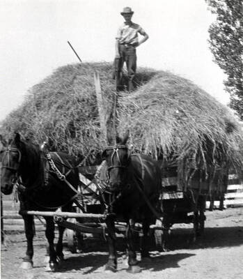 Load of hay on way from field to barn to be unloaded on the Naylor farm.