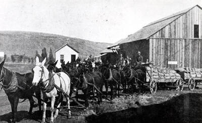 Eight mules pulling two wagons loaded with grain waiting to be unloaded at the warehouse. About 1920.