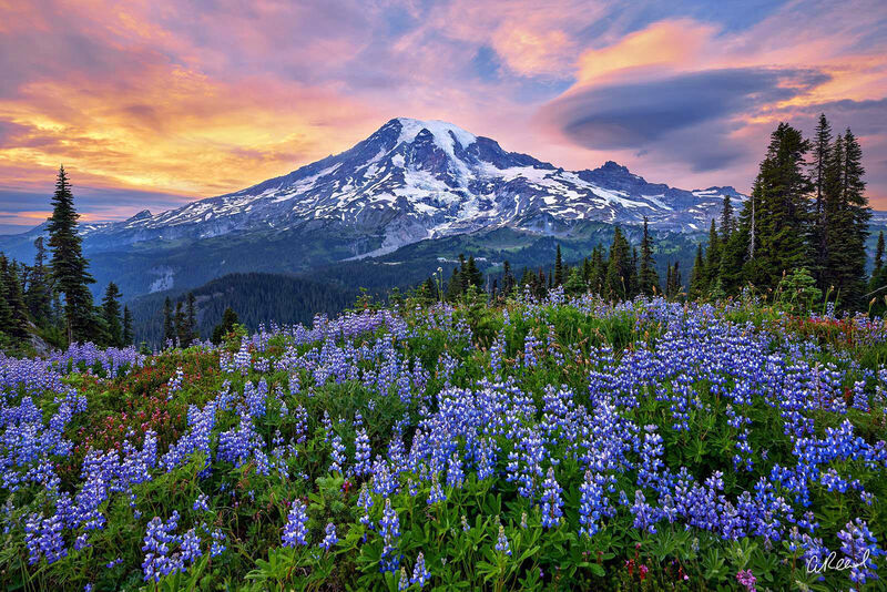 A modern, contemporary photo of Mount Rainer. With Vibrant colors in every aspect of the photo from the blueish purple sky to the flower patch in the bottom third. With Mount Rainer front and center.