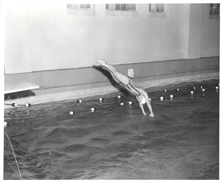 An unnamed women's swimmer dives into the pool during a meet in Memorial Gymnasium.