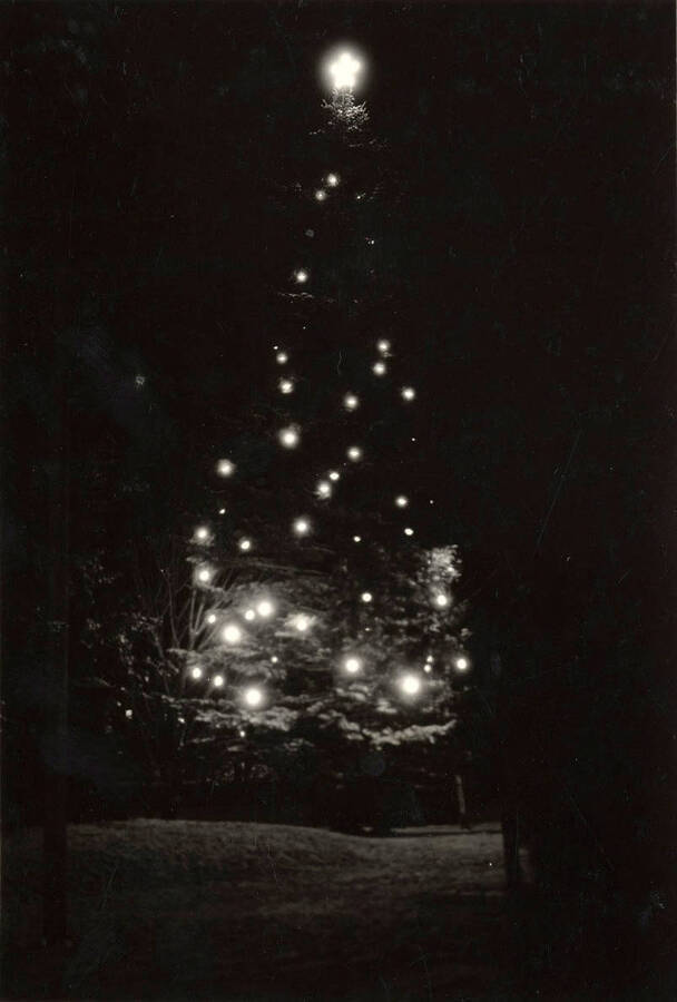 A night view of a decorated pine tree on the University of Idaho campus.