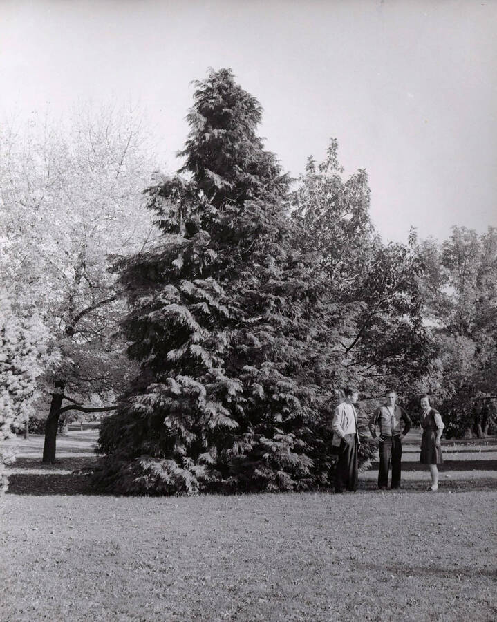 Students stand beside a large pine tree on the Administration Lawn